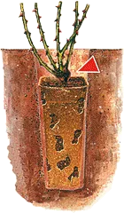 Ilustrace růže v bio-obalu zasazené hluboko v zemi.