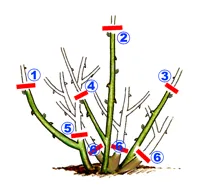 Ilustrace řezu (omlazení) dalších větví popsaných v textu.