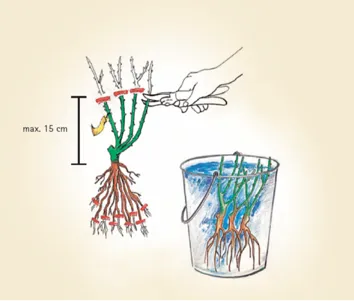 Ilustrace zkrácení výhonů a kořínků prostokořenné růže, a její následné ponoření do vody.
