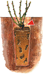 Ilustrace růže v bio-obalu zasazené hluboko v zemi.
