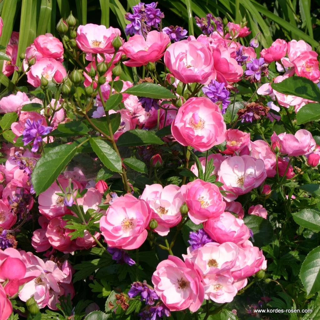 Keřové růže Nejkrásnější Růže