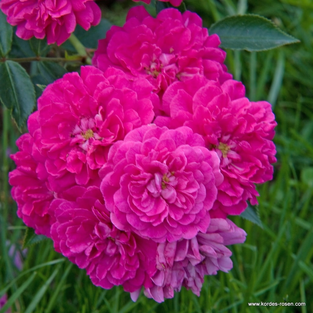 Miniaturní růže - Nejkrásnější Růže