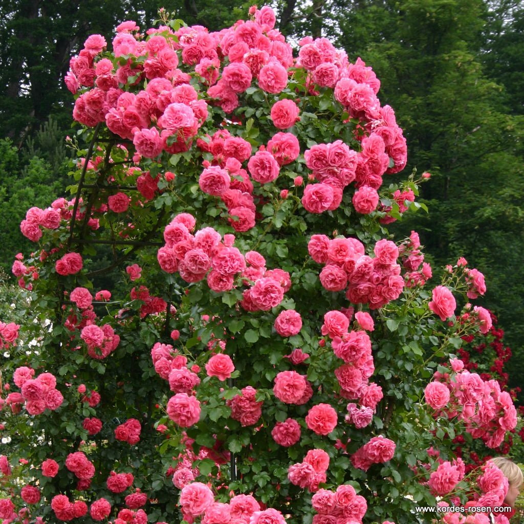 Ruze Rosarium Uetersen Nejkrasnejsi Ruze