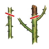 Ilustrace řezu poškozených a přestárlých výhonů.