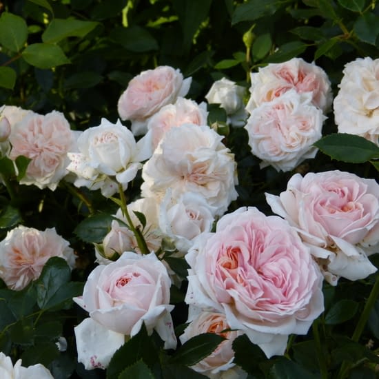 Garden of Roses