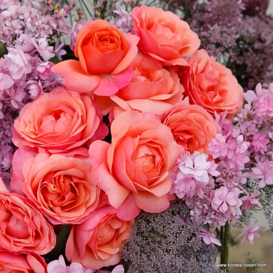 Růže Coral Lions-Rose