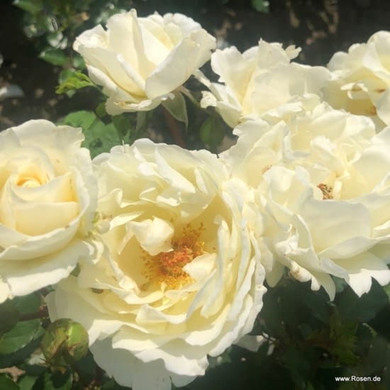 Mentor rose