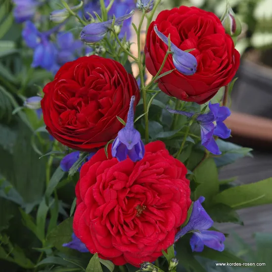 Růže Out Of Rosenheim