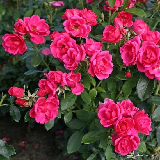 Gartenfreund