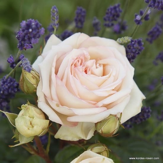 Madame Anisette