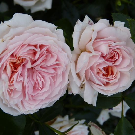 Garden of Roses
