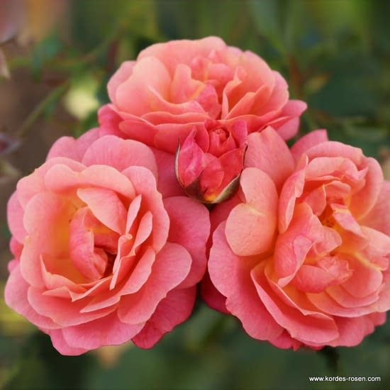 Peach Melba