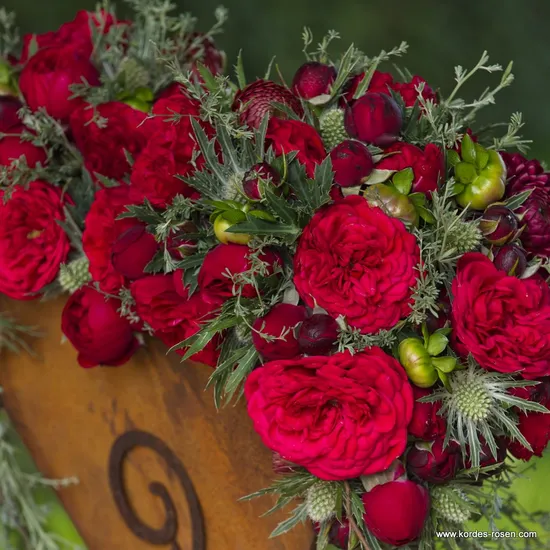 Růže Out Of Rosenheim