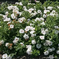 Růže White Roadrunner