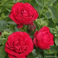 Růže Till Eulenspiegel