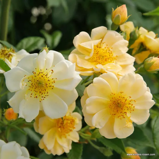 Růže Sunny Siluetta