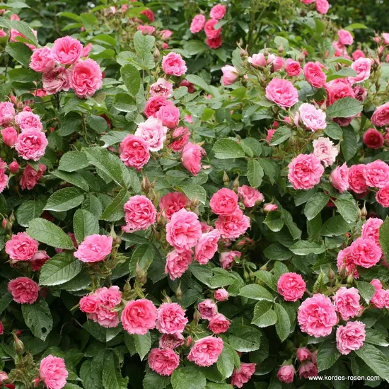 Růže F J Grootendorst