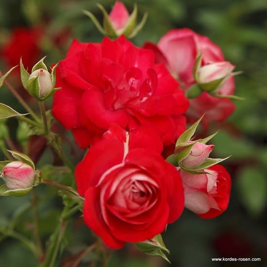 Růže Rosige Landdrostei