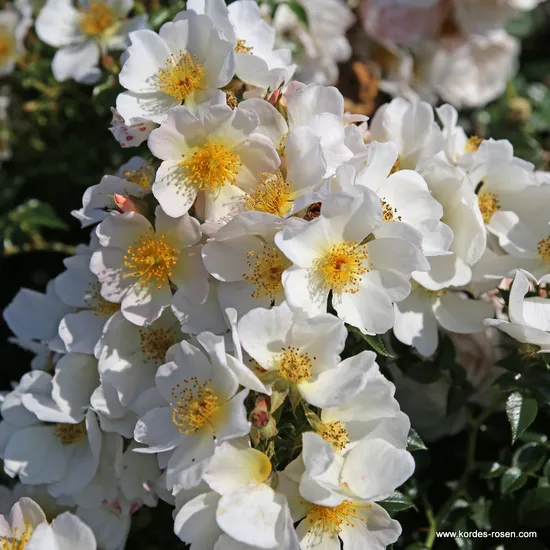 Růže Sonnenröschen