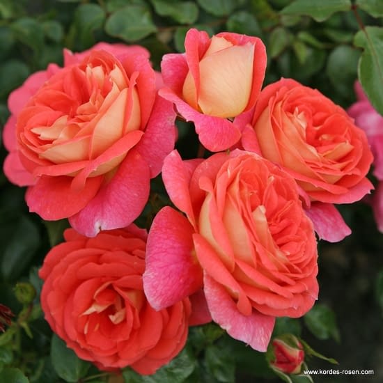 Růže Sommersonne