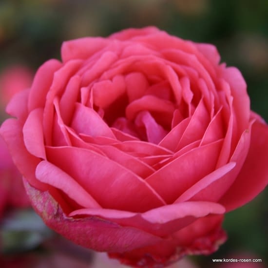 Růže Gartenprinzessin Marie-José