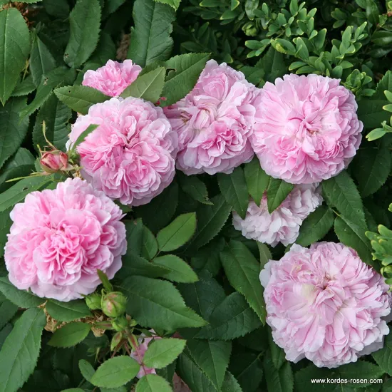 Růže Jacques Cartier