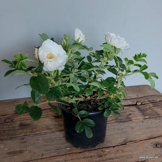 Růže Frozen Roadrunner