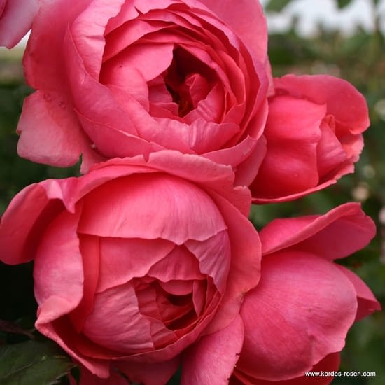 Růže Gartenprinzessin Marie-José
