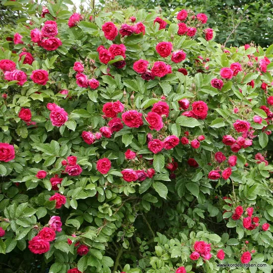 Růže Pink Grootendorst