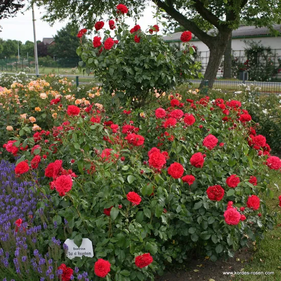 Růže Out Of Rosenheim