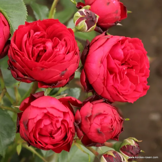 Růže Till Eulenspiegel