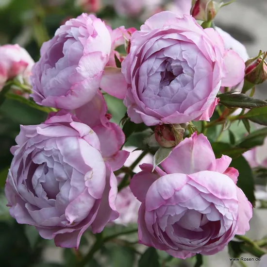 Růže Herzogin Dorothea