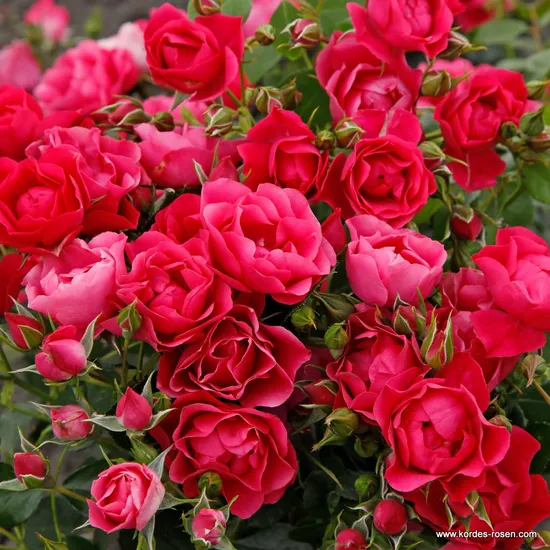 Růže Pink Forest Rose