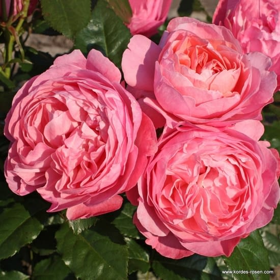 Růže Flora Olomouc