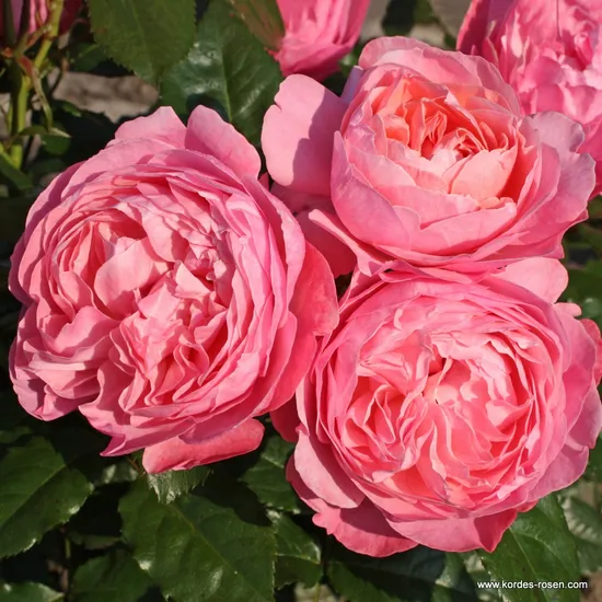 Růže Flora Olomouc