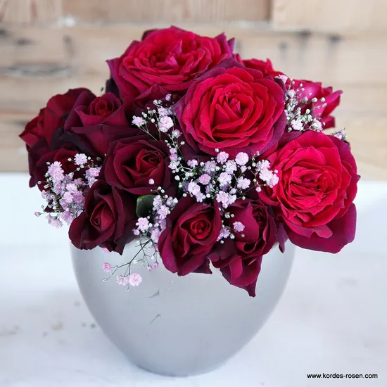 Růže Gräfin Diana