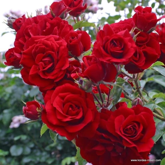 Růže Amadeus
