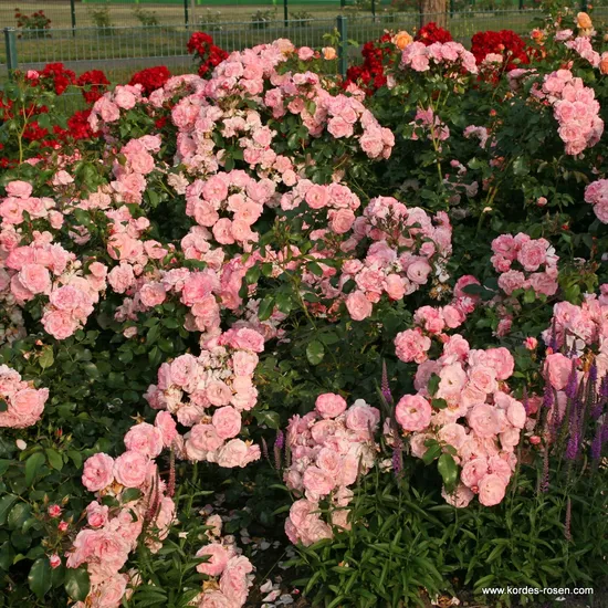 Růže Rosenstadt Freising