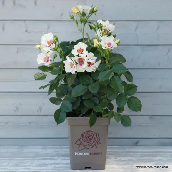 Růže SEE YOU in purple