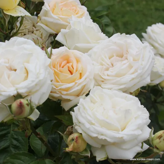 Růže Madame Anisette