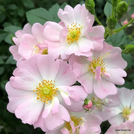 Růže Sternenhimmel