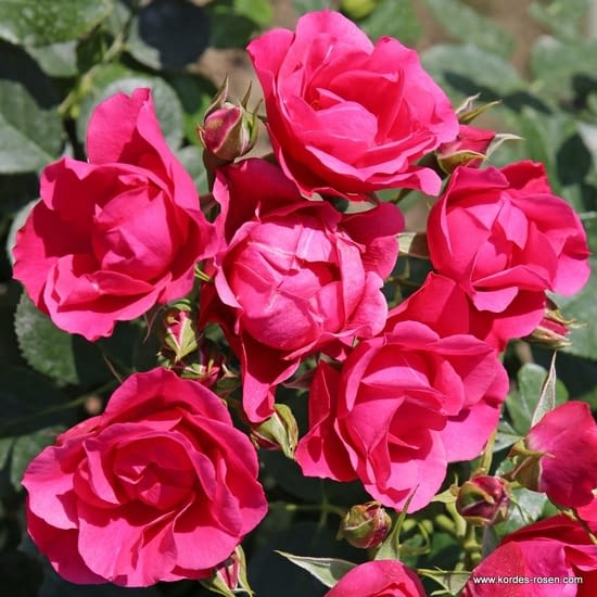 Růže Pink Forest Rose