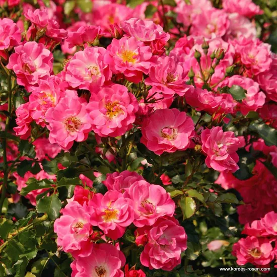 Růže Blühwunder 08