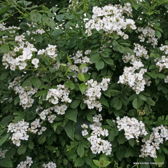 Růže Multiflora