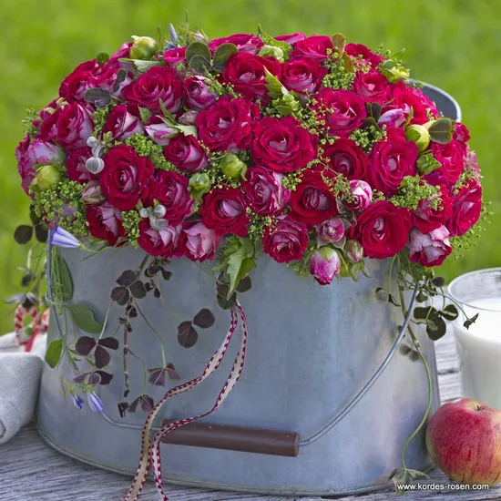 Růže Marie Rottrová