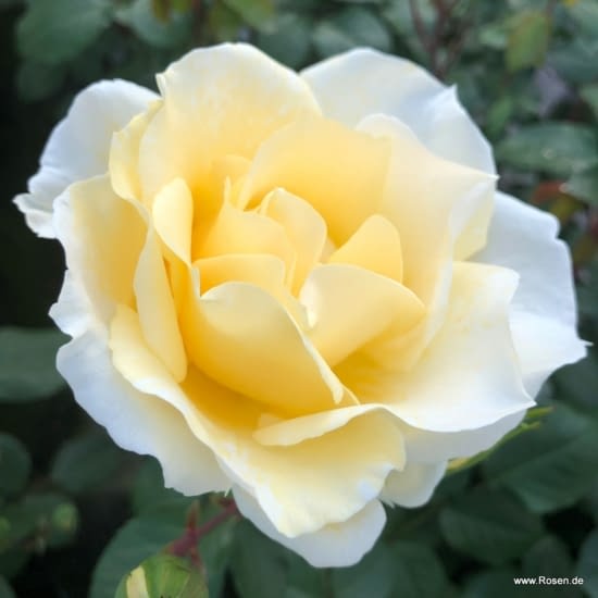 Růže Mentor-Rose