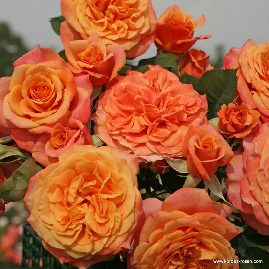 Růže La Villa Cotta