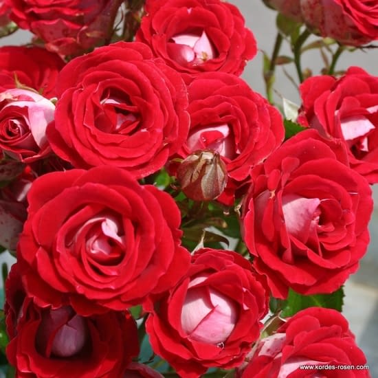 Růže Marie Rottrová
