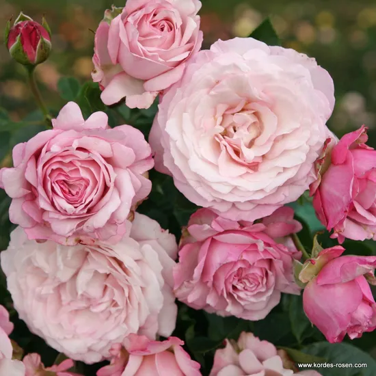 Růže Rosenfaszination