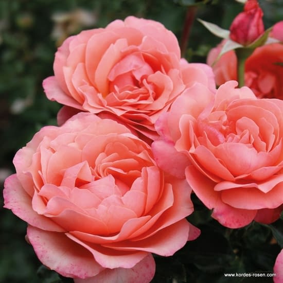 Růže Coral Lions-Rose